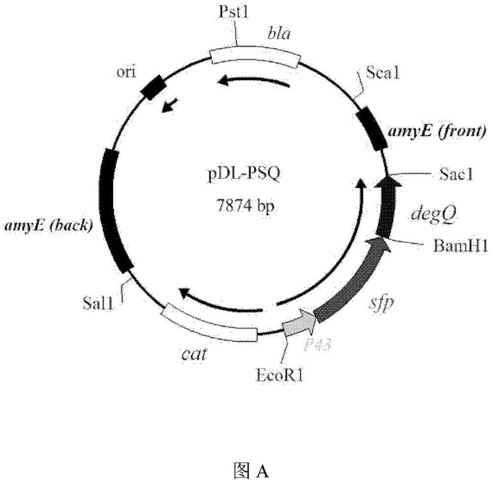 Surfactin and Plipastatin co-production bacillus subtilis strain and method for constructing same