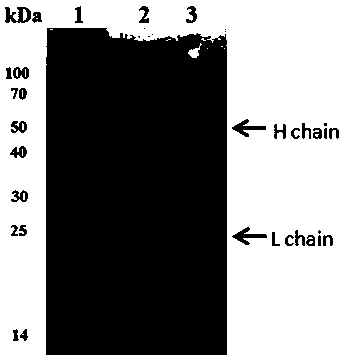 Competition law-based nanometer immunometric chromatographic detection card for lactoferrin in milk