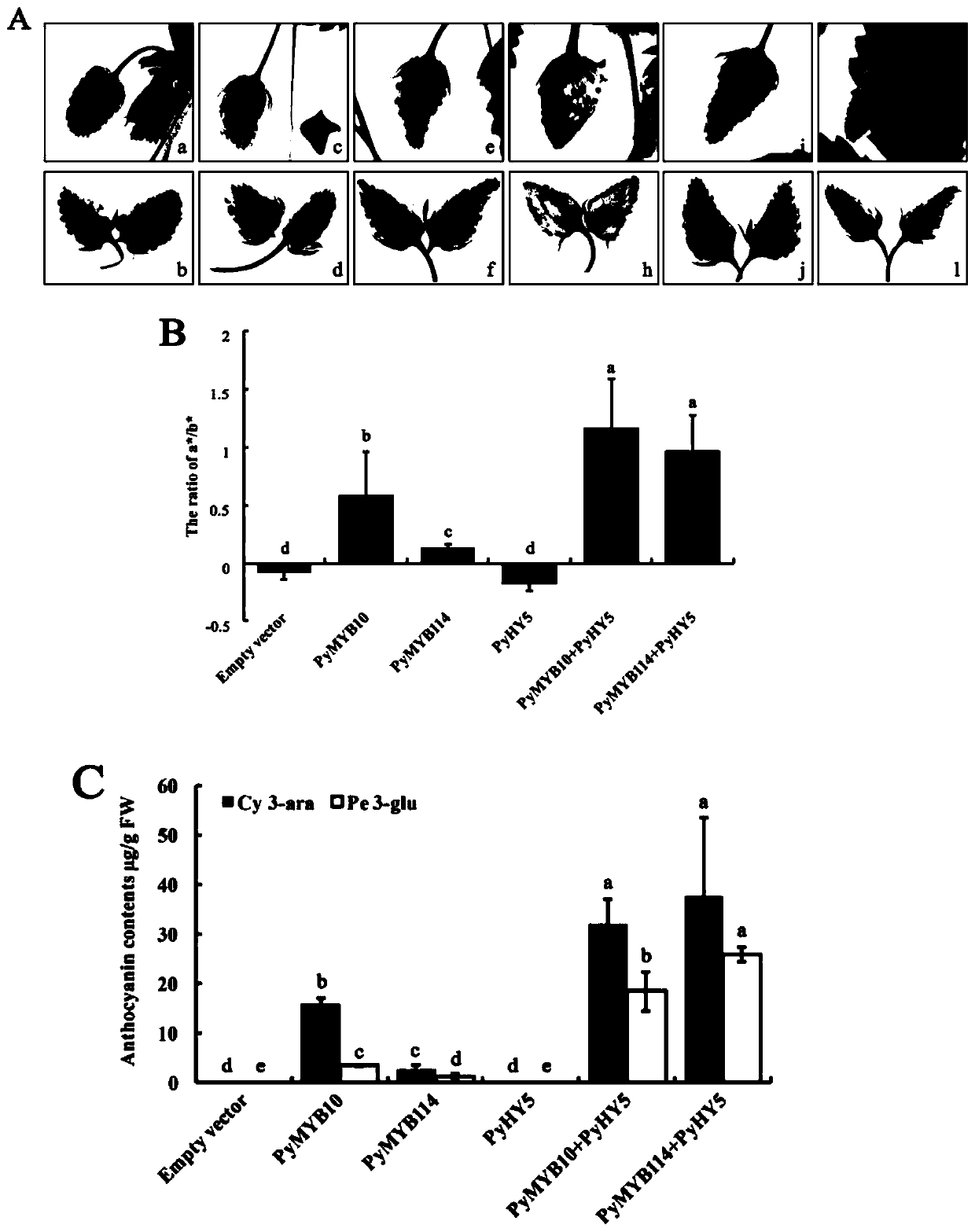 Pear transcription factor PyHY5, and recombinant expression vector and application thereof