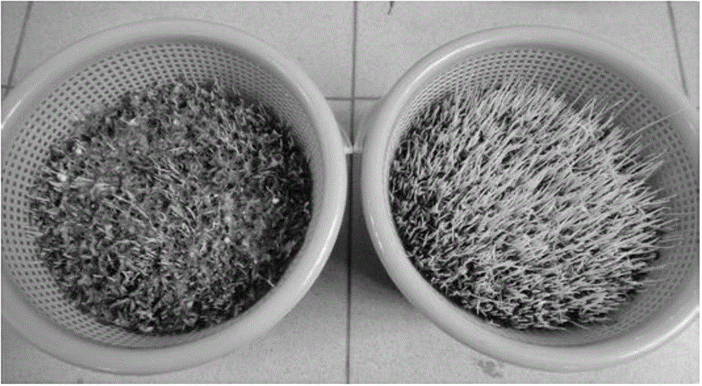 Rice seed soaking agent and application thereof