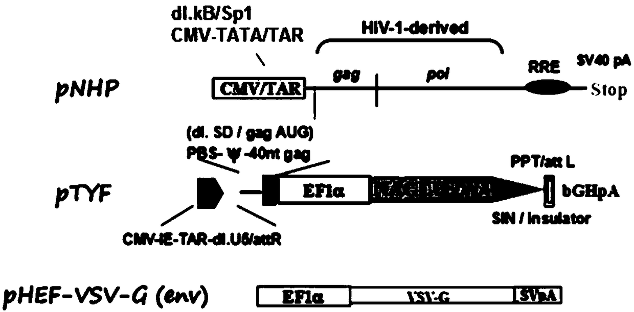 Sanfilippo B syndrome lentiviral vector, lentivirus and preparation method and application thereof