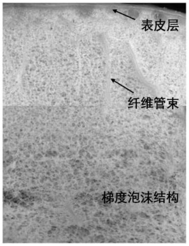 Pomelo peel-like structured composite foaming material and preparation method thereof