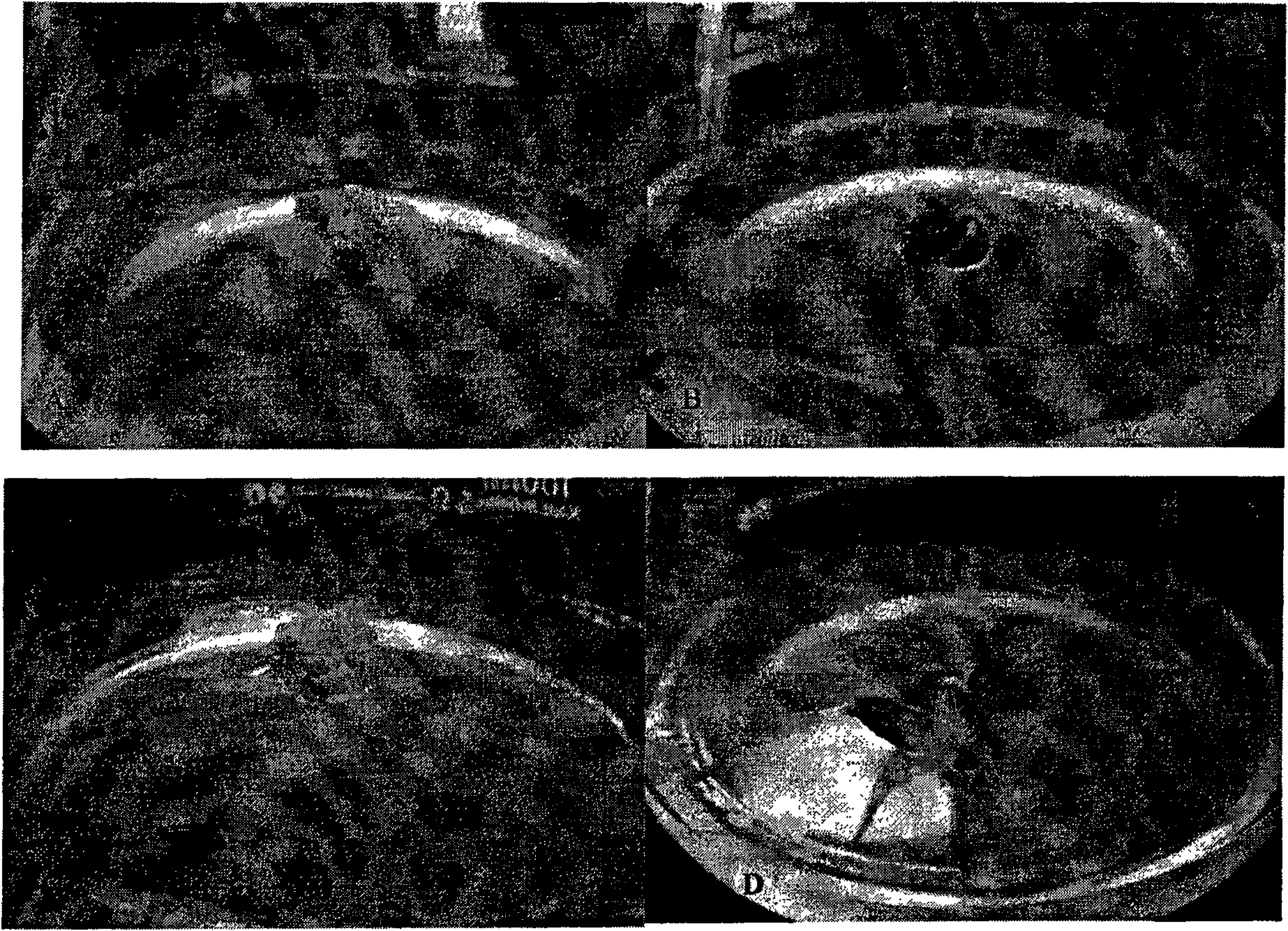 Method for rapidly removing three viruses of lily