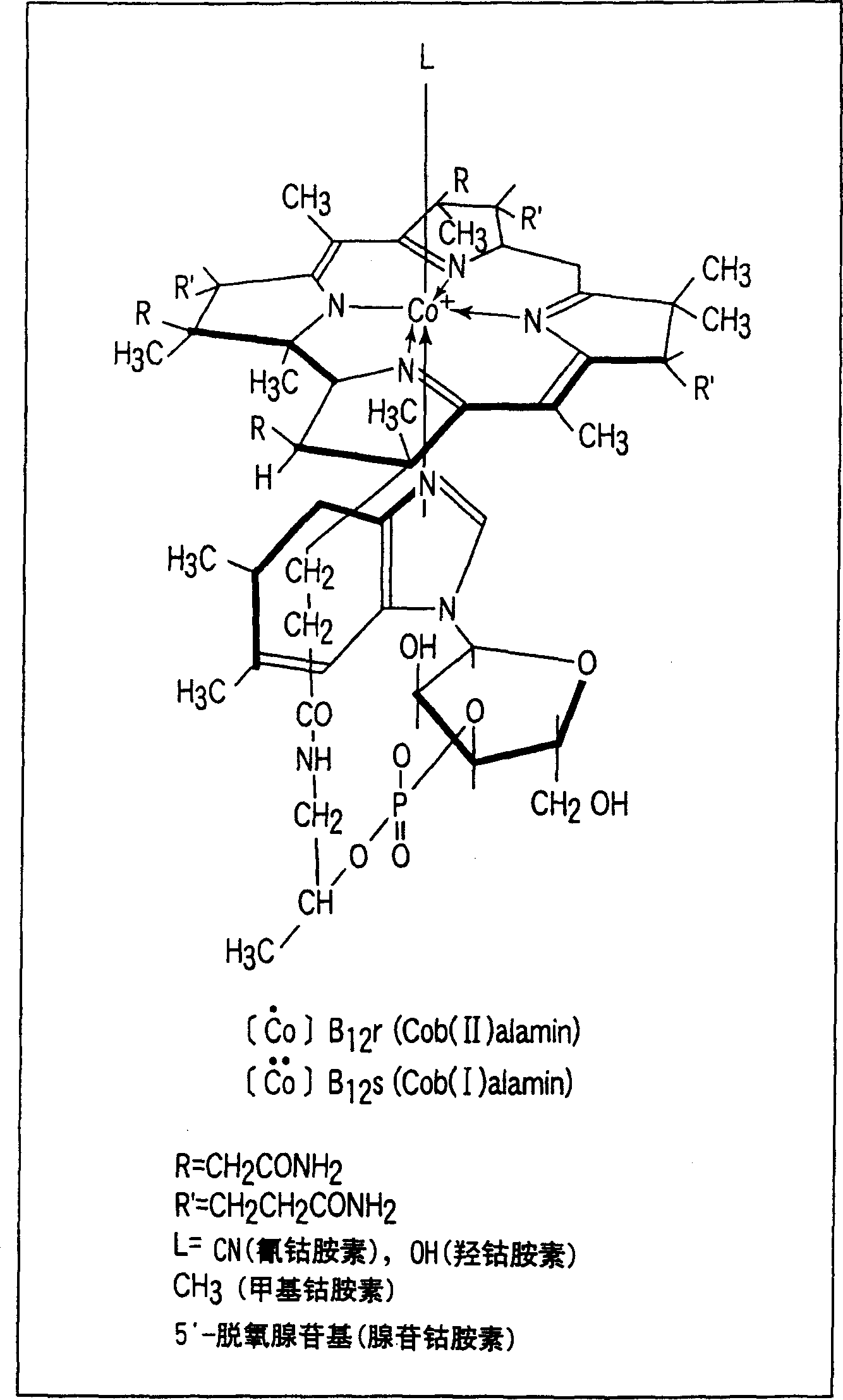 Seeds and plants containing VitaminB12 and culture method thereof