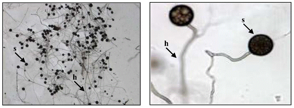 Separation of arbuscular mycorrhizal fungi as well as preparation and application of arbuscular mycorrhizal fungi fungicide