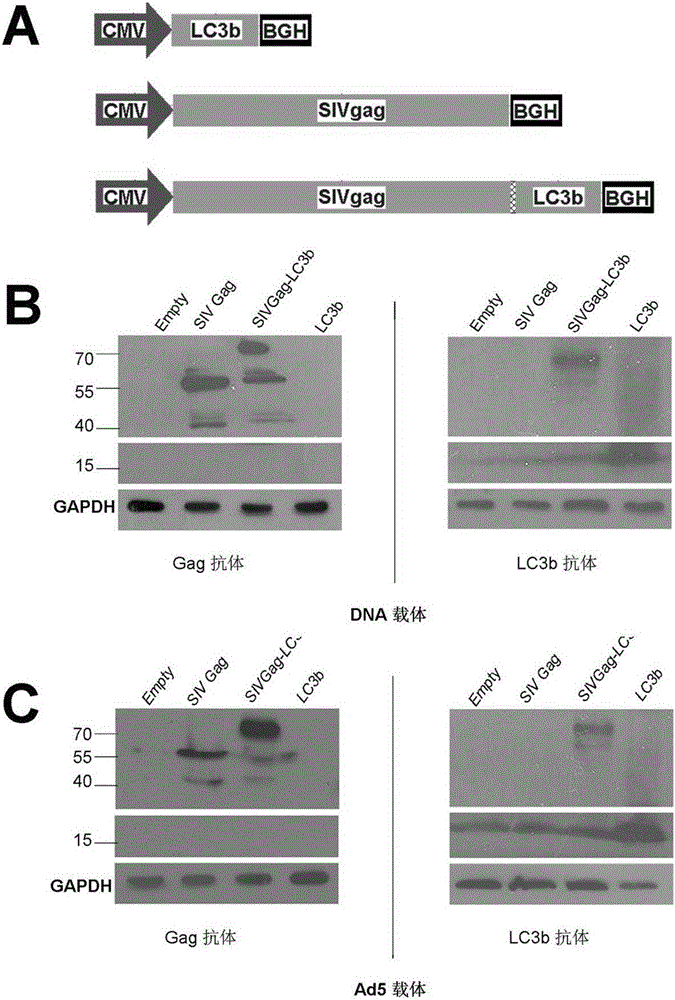 A new HIV vaccine elicits a potent CD4+ T cell immune response