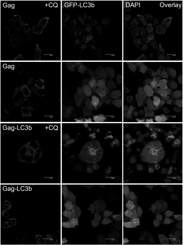 A new HIV vaccine elicits a potent CD4+ T cell immune response