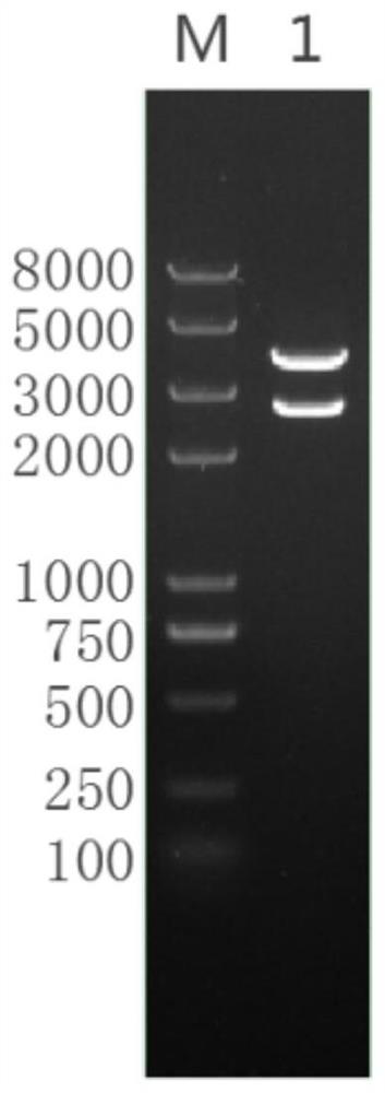 Preparation method of high-yield nucleic acid fragments