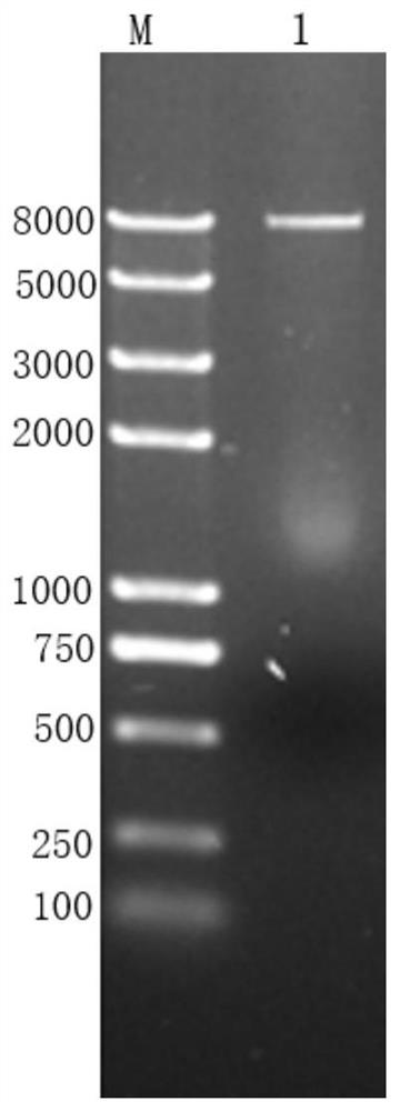 Preparation method of high-yield nucleic acid fragments