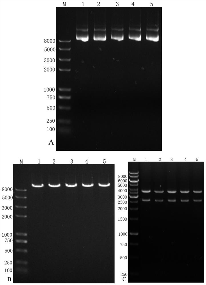 Preparation method of high-yield nucleic acid fragments