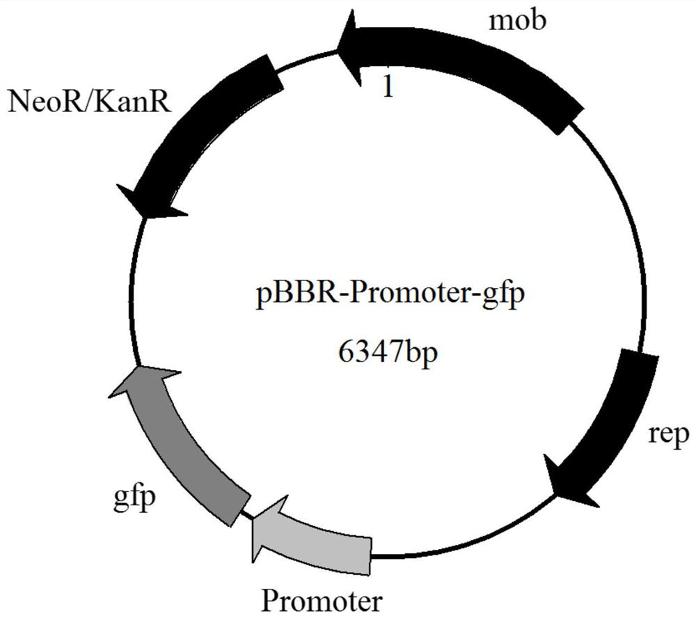 Xylose Inducible Promoter and Its Plasmid Vector and Application