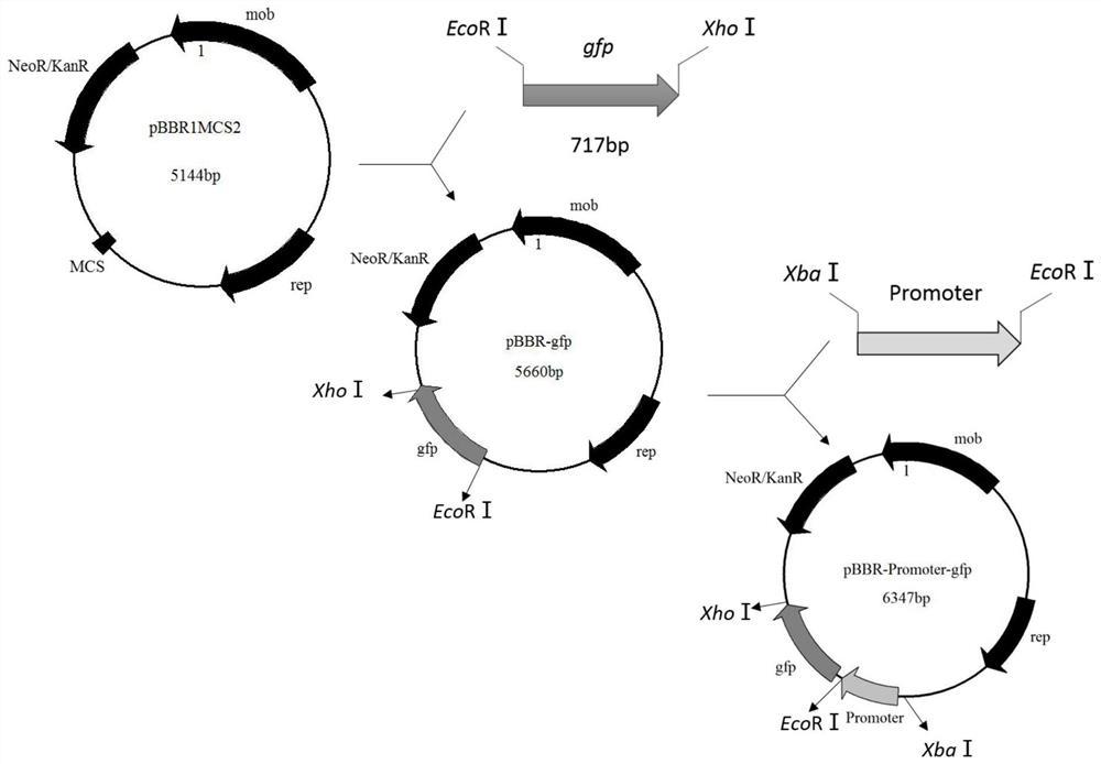 Xylose Inducible Promoter and Its Plasmid Vector and Application