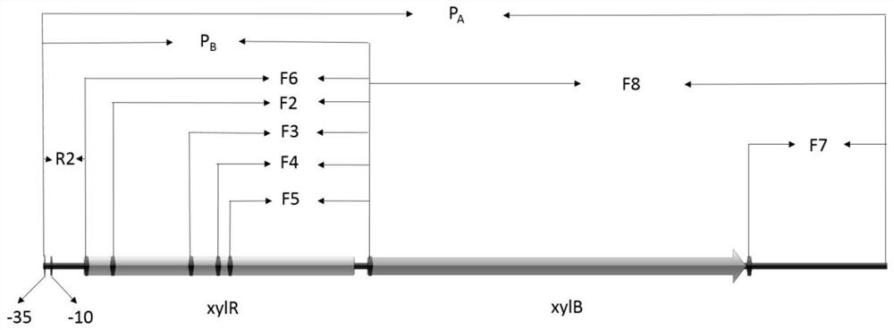 Xylose Inducible Promoter and Its Plasmid Vector and Application