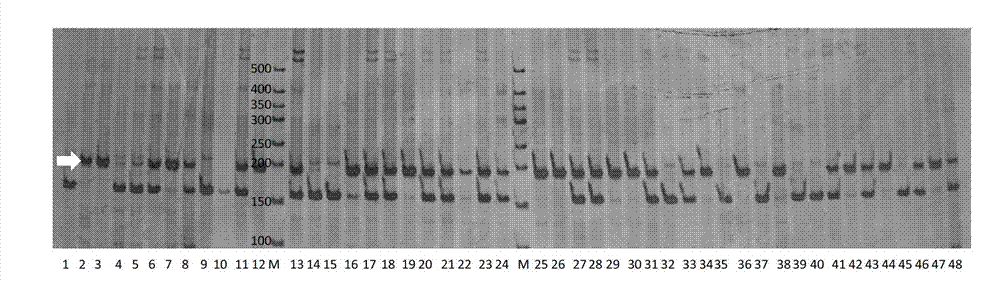 Molecular marker of major QTL (Quantitative Trait Locus) of soybean seed protein content and application thereof