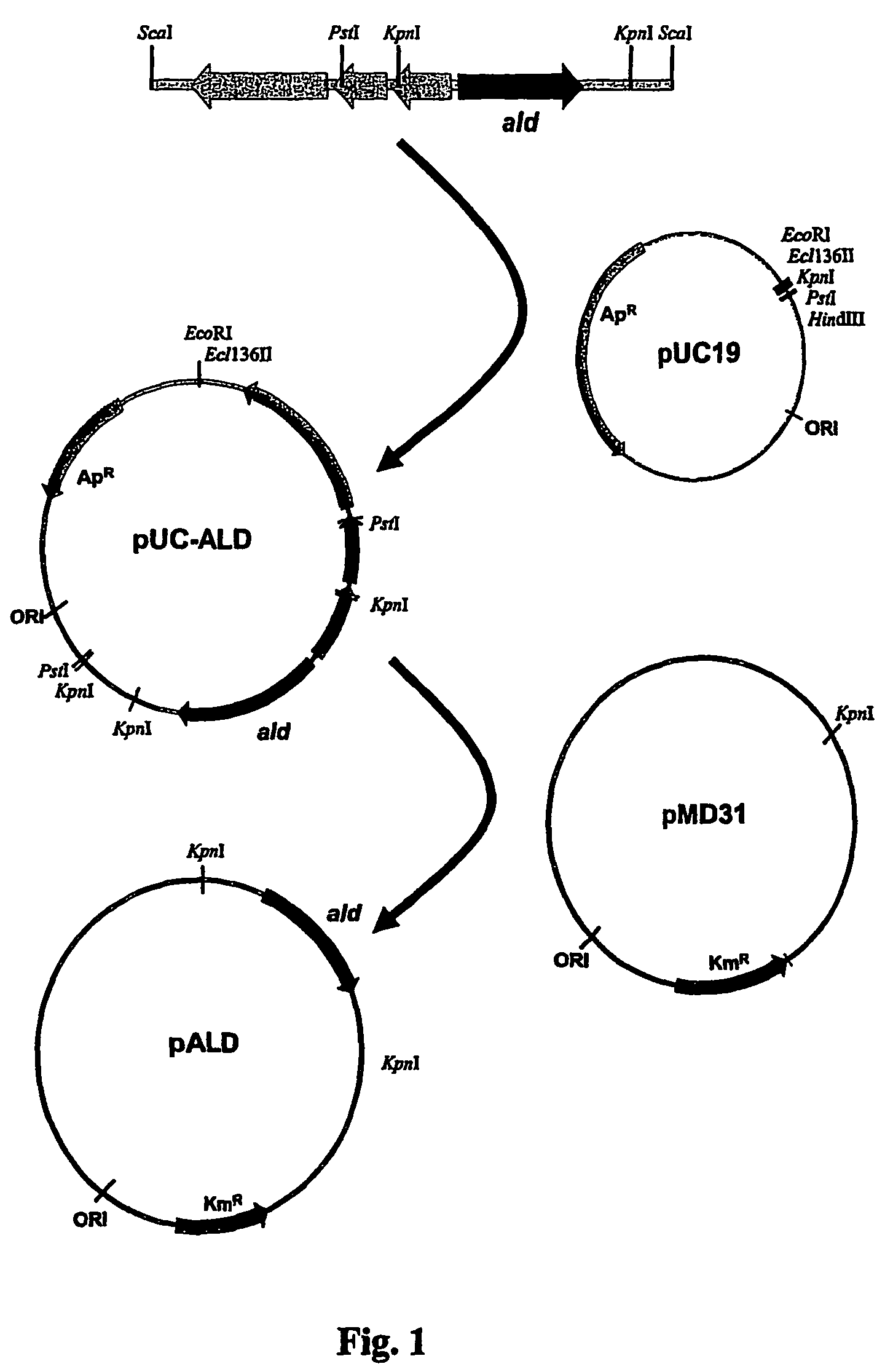 Tuberculosis vaccines including recombinant BCG strains expressing alanine dehydrogenase, serine dehydratase and/or glutamine synthetase