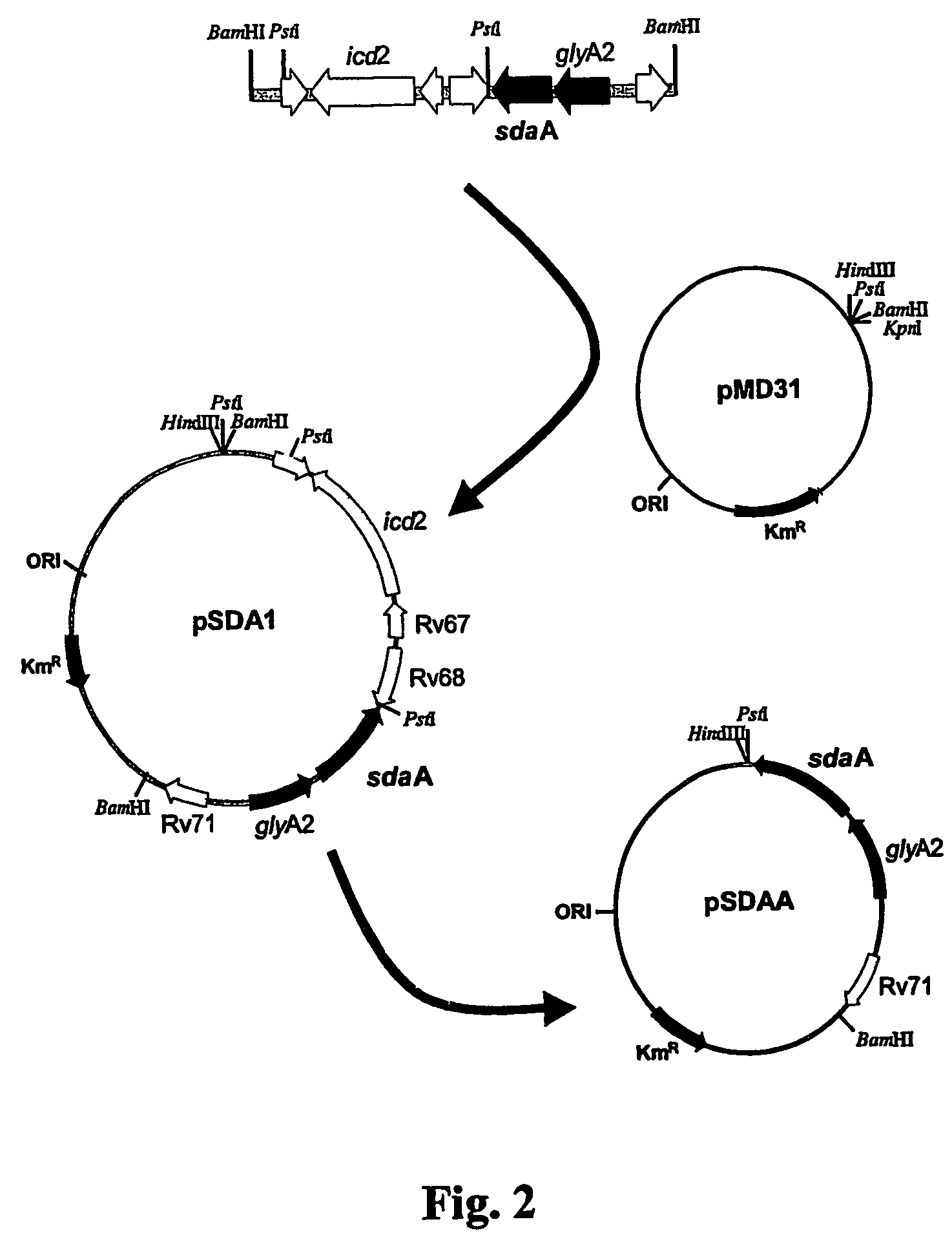 Tuberculosis vaccines including recombinant BCG strains expressing alanine dehydrogenase, serine dehydratase and/or glutamine synthetase