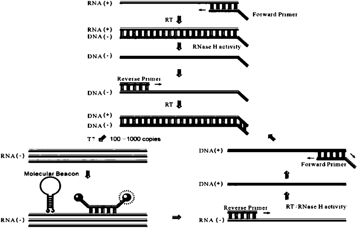 Molecular-biological detection method for neisseria gonorrhoeae infection based on SAT (Simultaneous Amplification and Testing) of RNA target