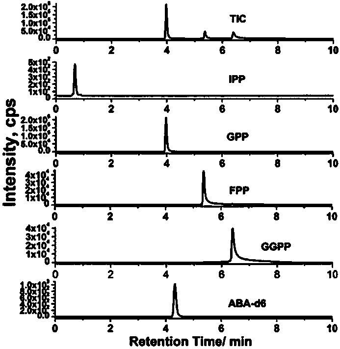 LC-MS/MS method for detecting IPP, GPP, FPP and GGPP in fresh tobacco leaf
