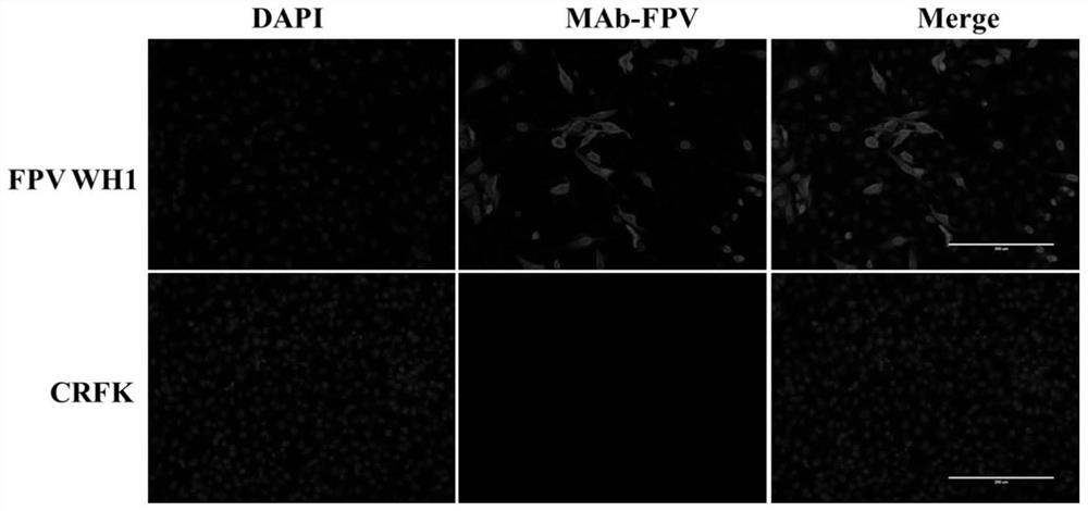 Cat parvovirus strain and application thereof