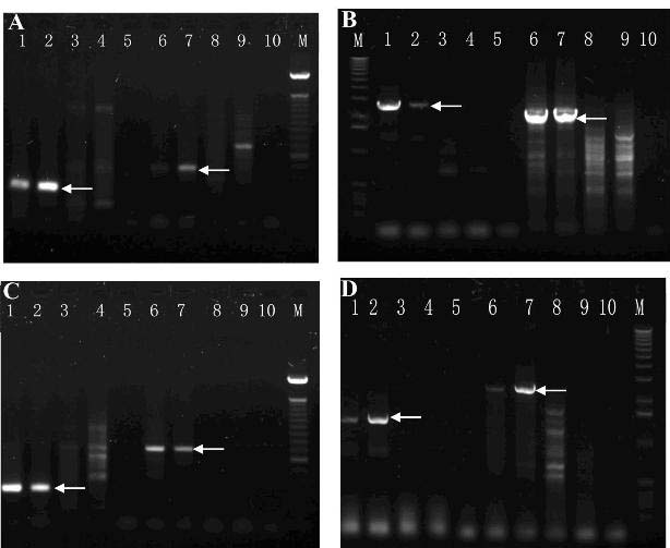 Specific primer used for separating and identifying activator/dissociator (Ac/Ds) transposons flanking sequences