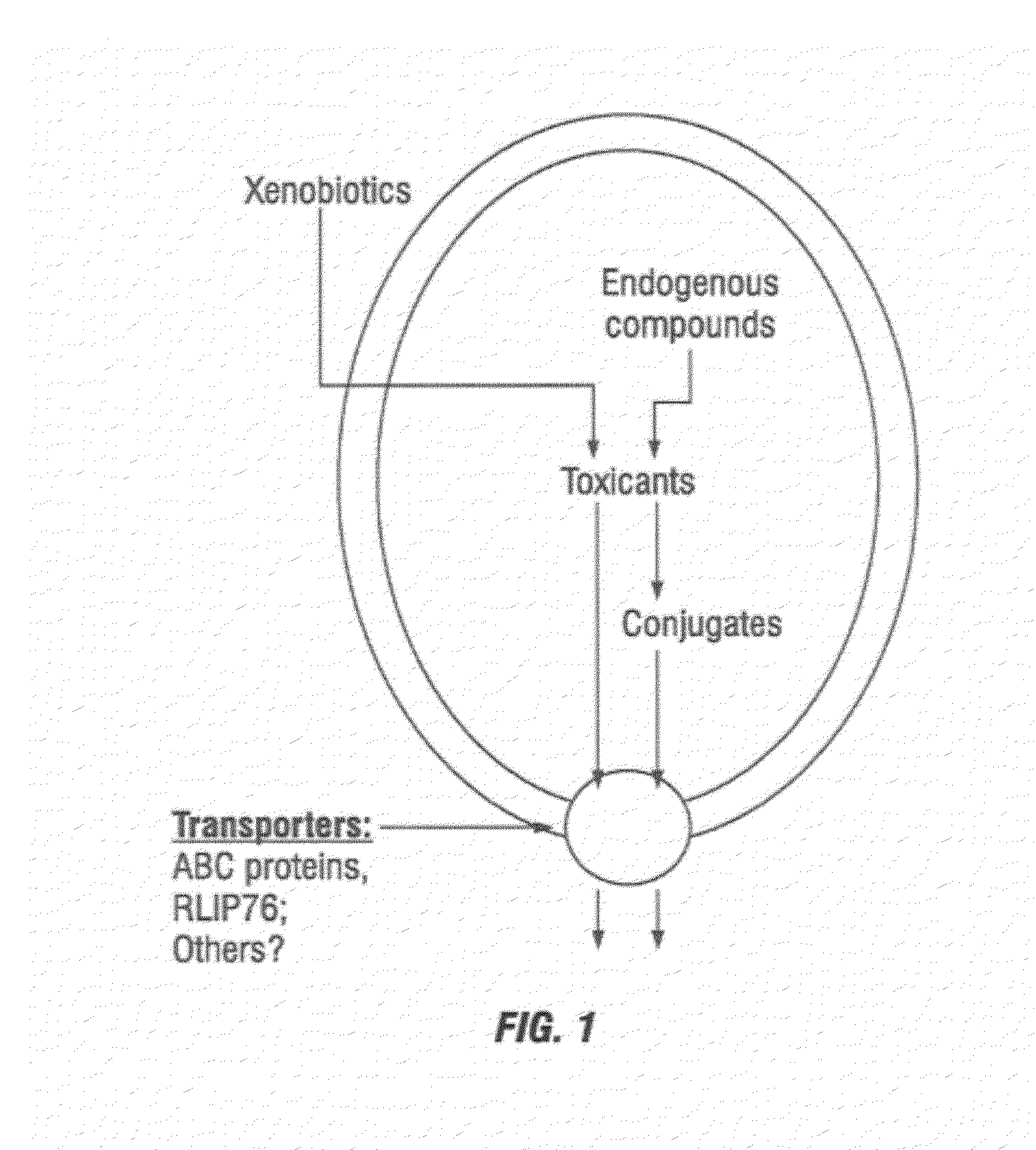 Protection Against and Treatment of Ionizing Radiation