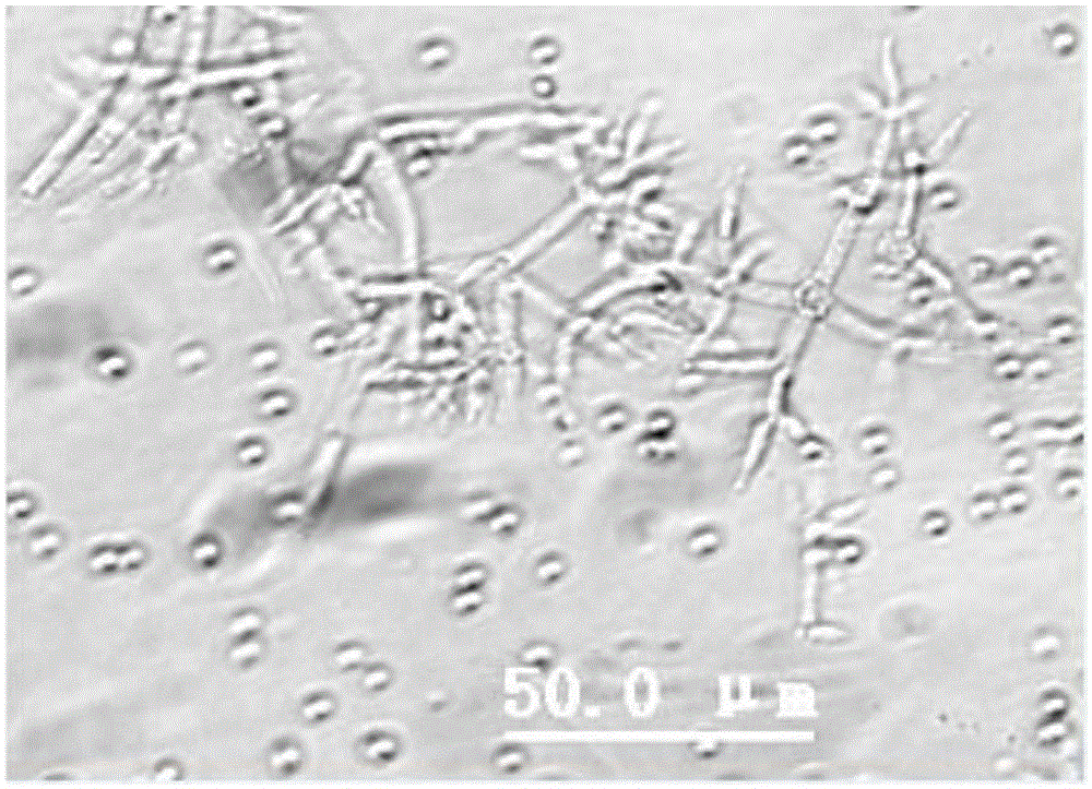 Quasi-trichoderma harzianum strain and application thereof