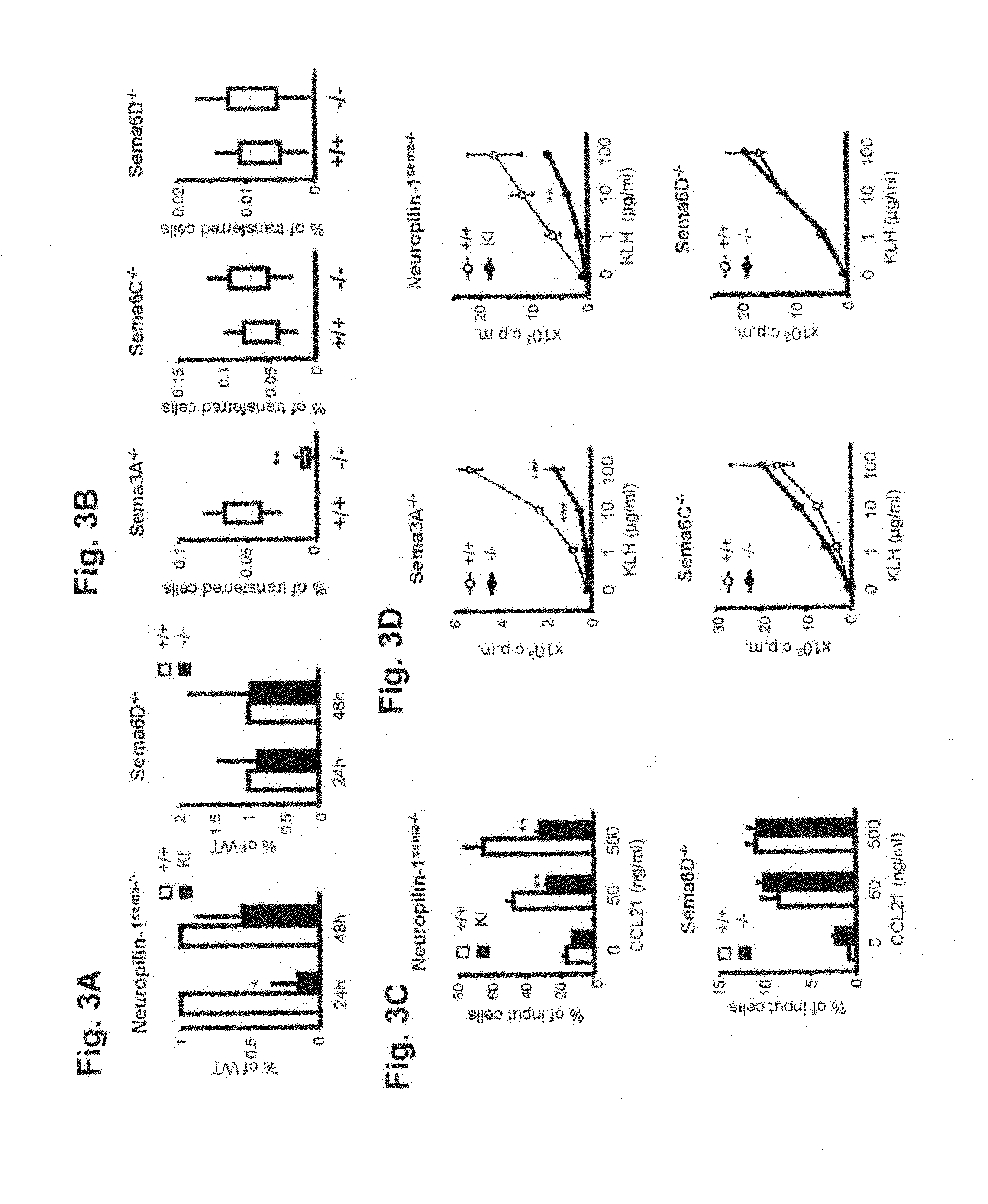 Therapeutic agent for autoimmune diseases or allergy, and method for screening for the therapeutic agent