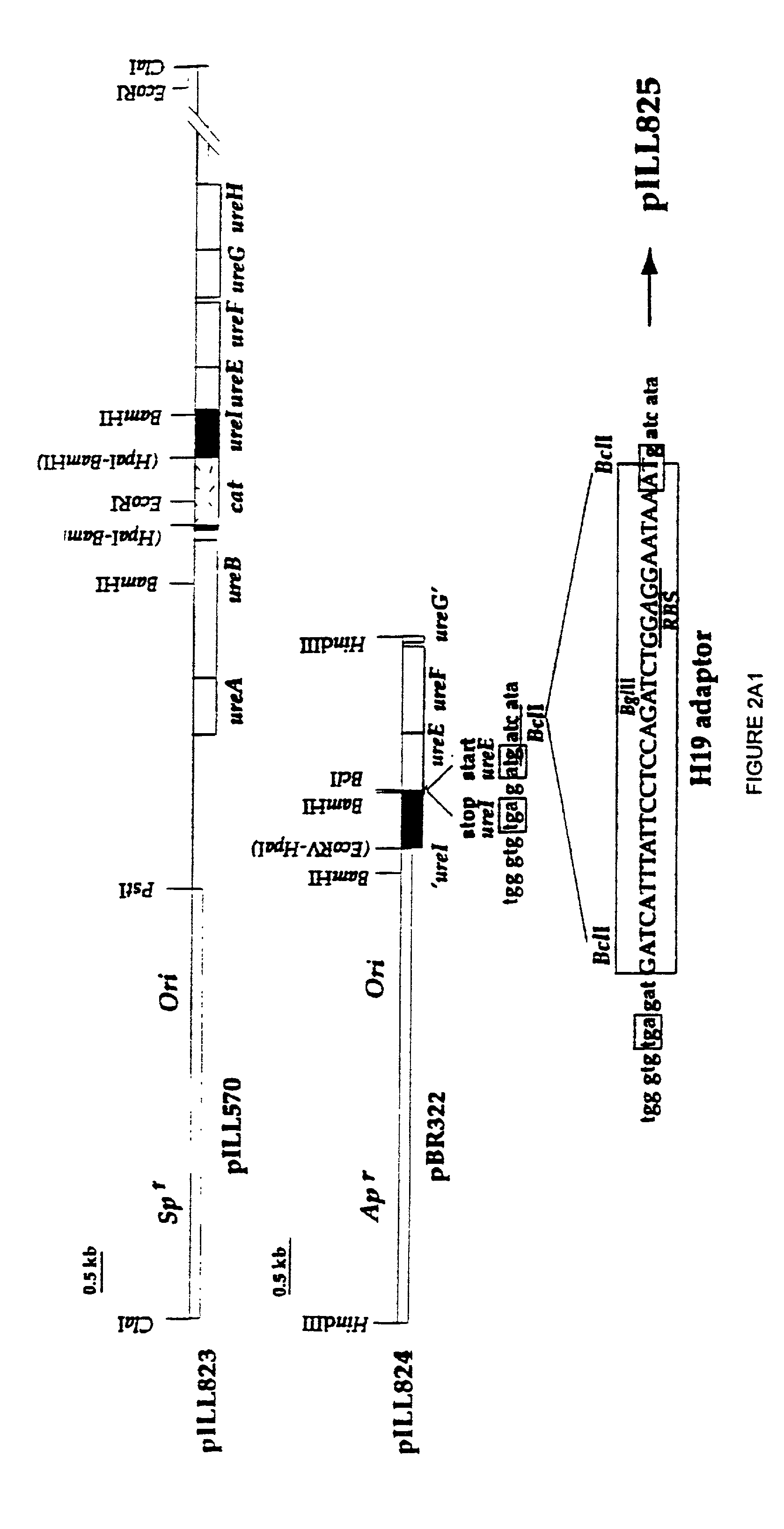 Methods of inhibiting helicobacter pylori