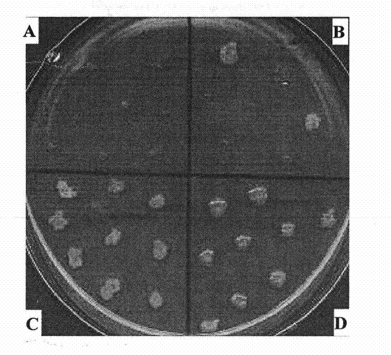 Fusant bacterial strain and applications thereof