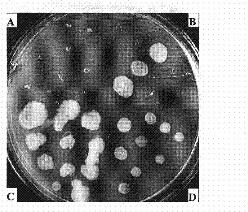 Fusant bacterial strain and applications thereof