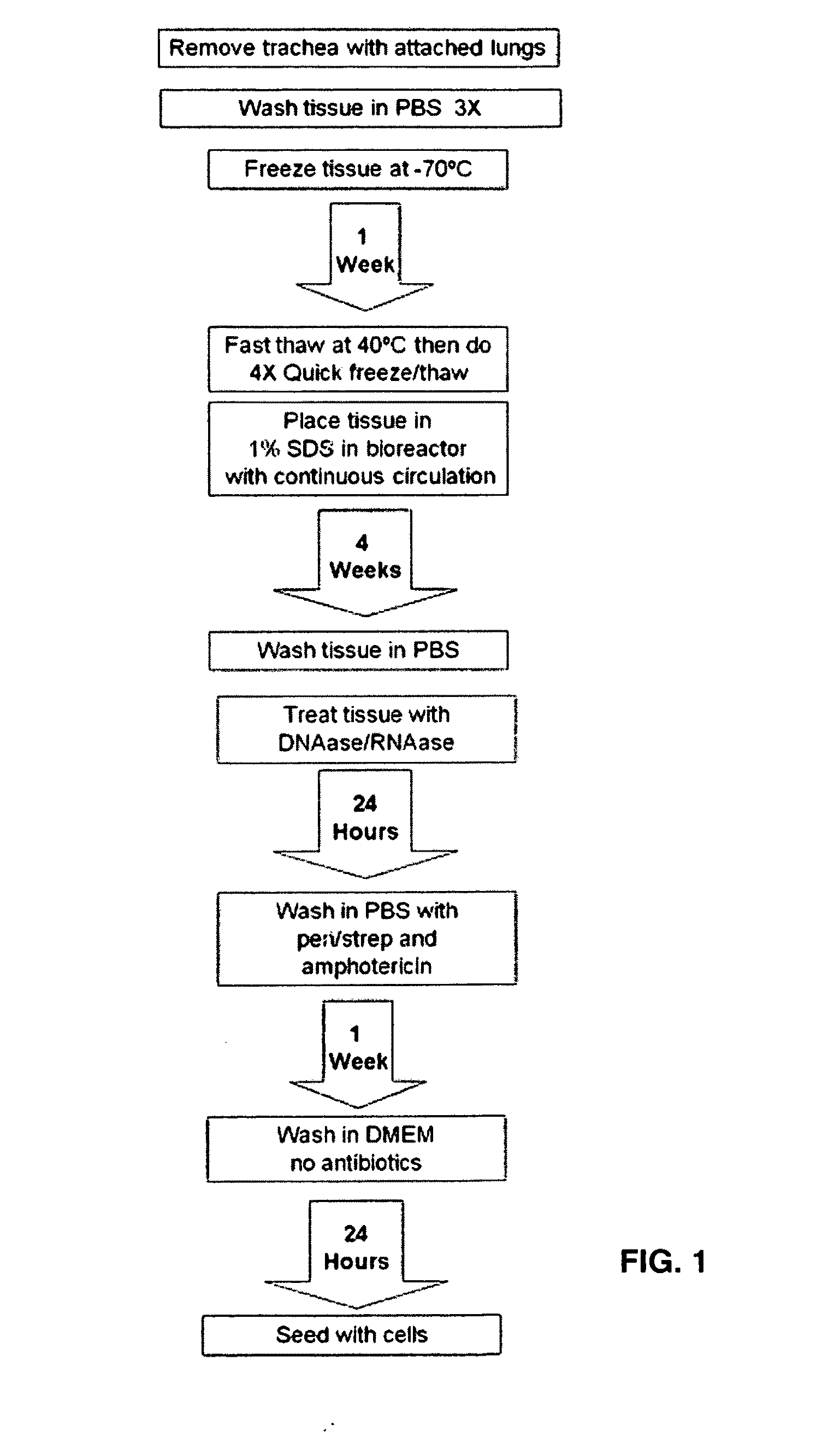 Production of and uses for decellularized lung tissue