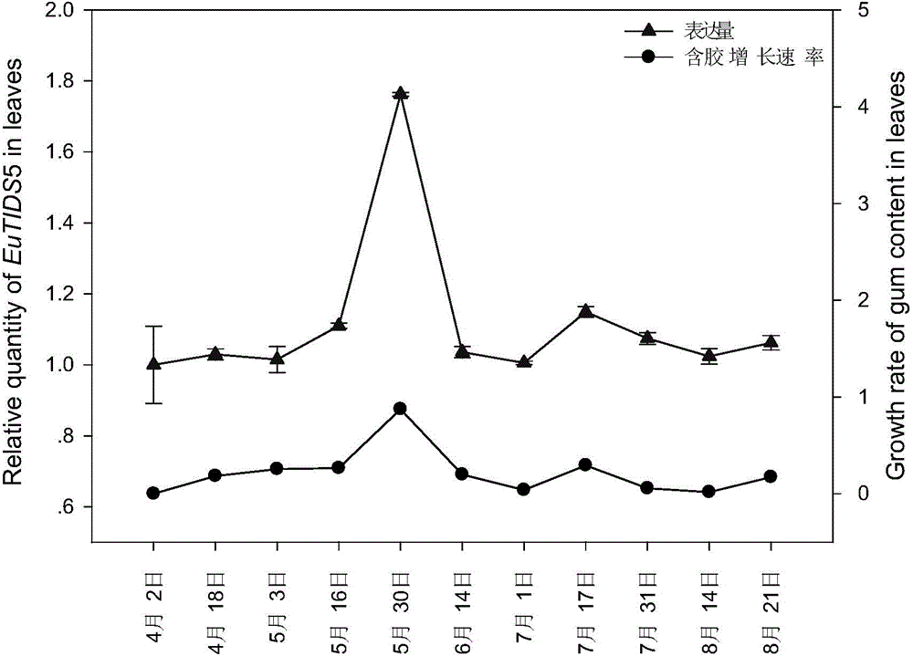 Method for increasing gel content of eucommia ulmoides
