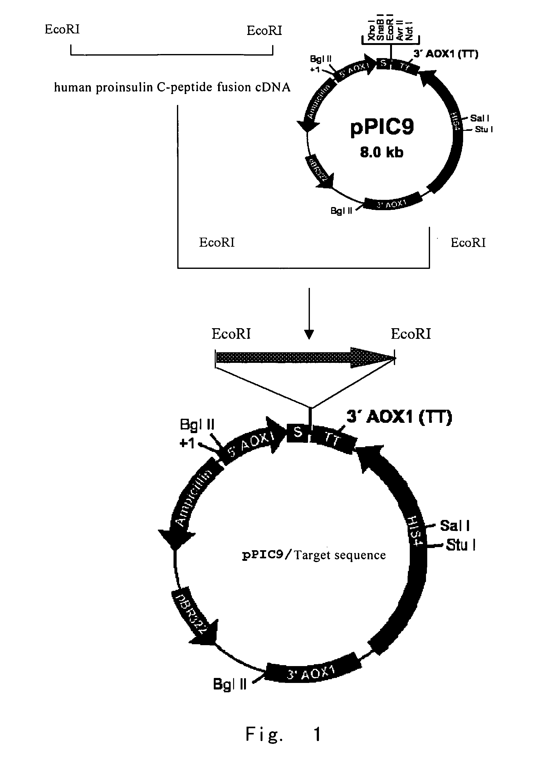 Fusion protein suitable for high efficiency expression and the production method thereof