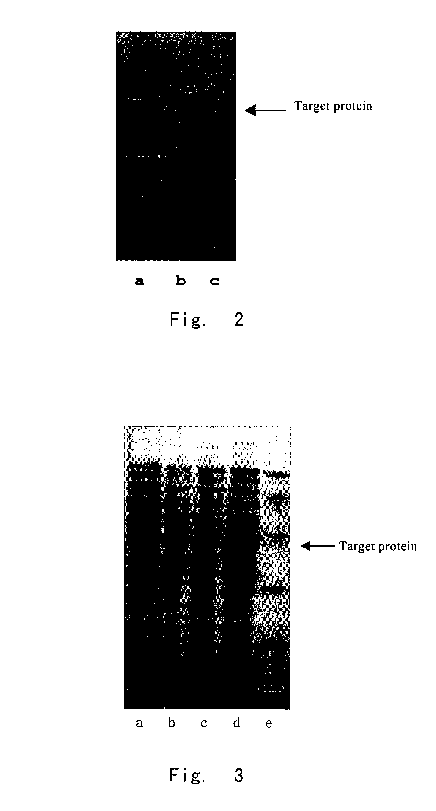 Fusion protein suitable for high efficiency expression and the production method thereof