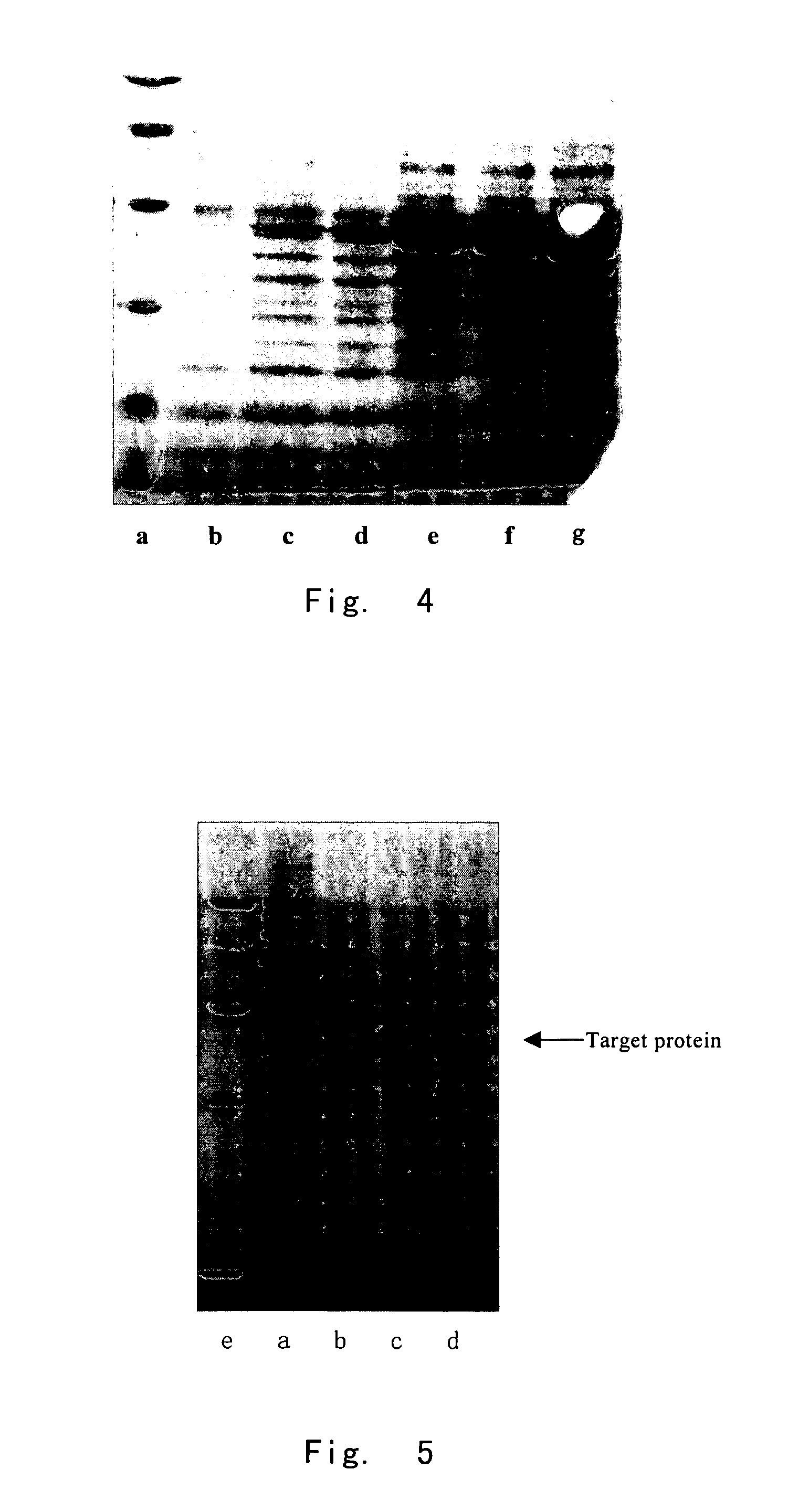 Fusion protein suitable for high efficiency expression and the production method thereof