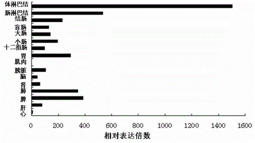 Full-length cloning method for pig NLRC5 gene and fluorescent quantitative detection method for expression quantity of pig NLRC5 gene
