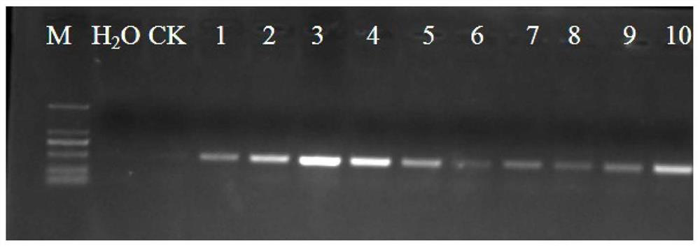 Gene for regulating and controlling sugar content of tomato fruits and application thereof