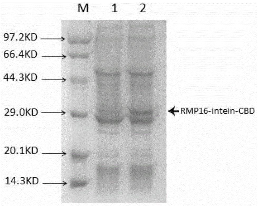 Gene recombinant tnf-α derivative rmp16 and its preparation method and application