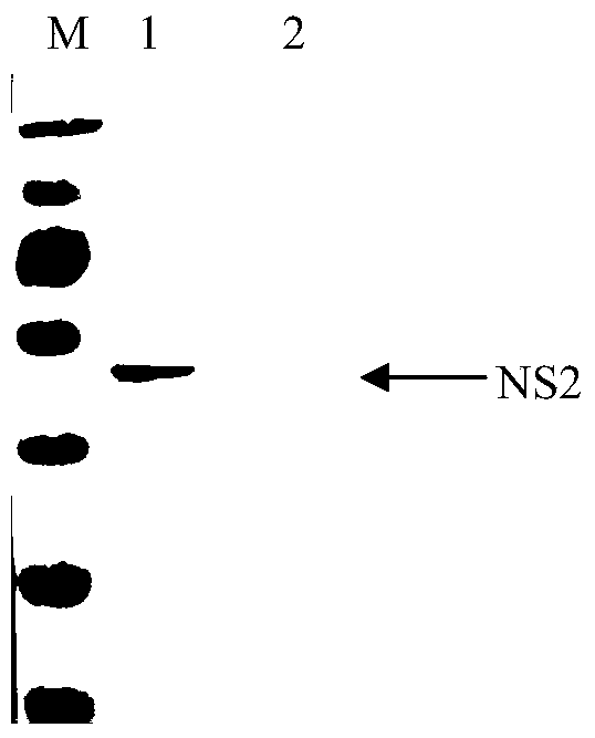 Bluetongue virus NS2 protein monoclonal antibody BTV-4D4, B cell epitope recognized thereby and applications