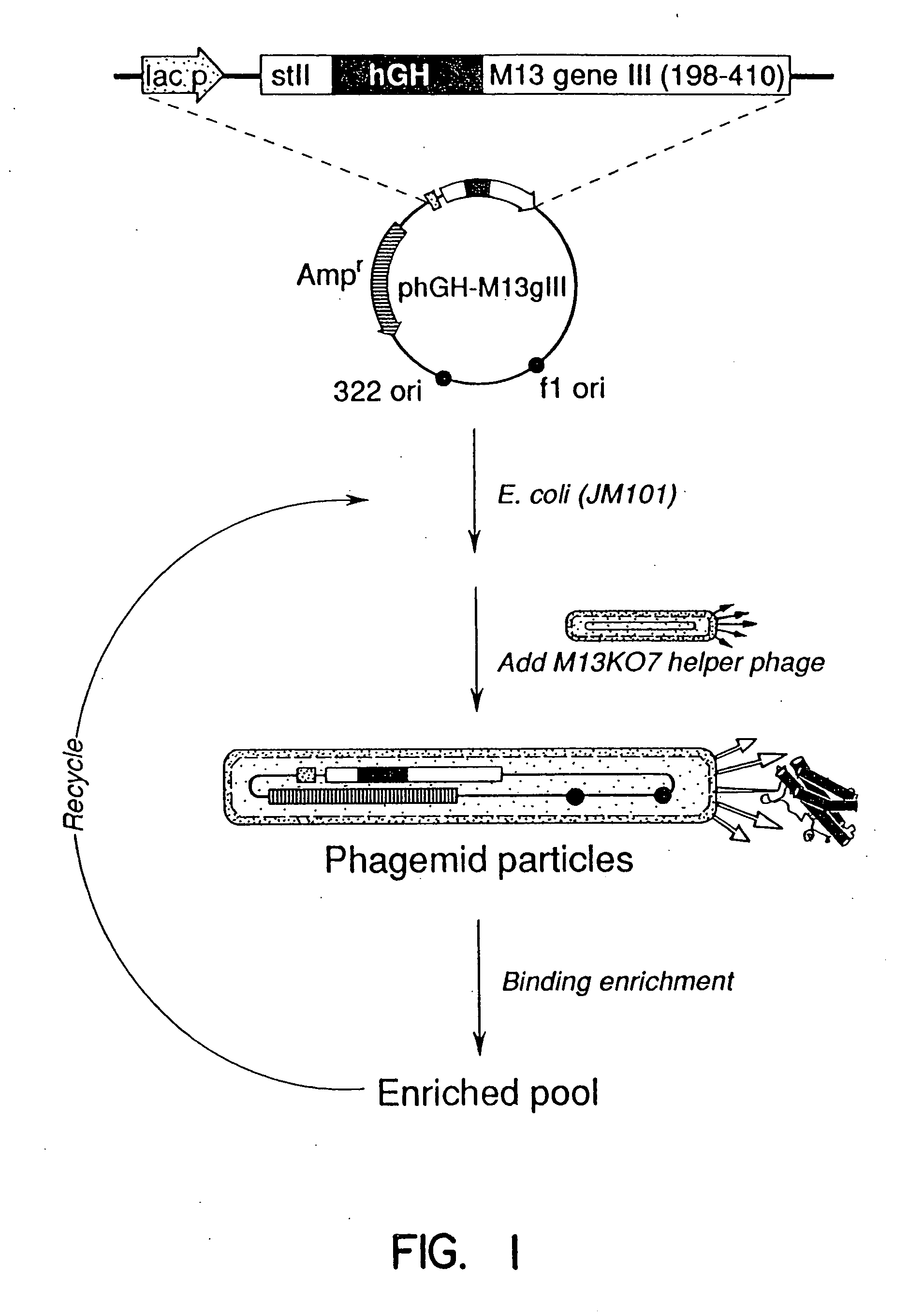 Enrichment method for variant proteins with altered binding properties