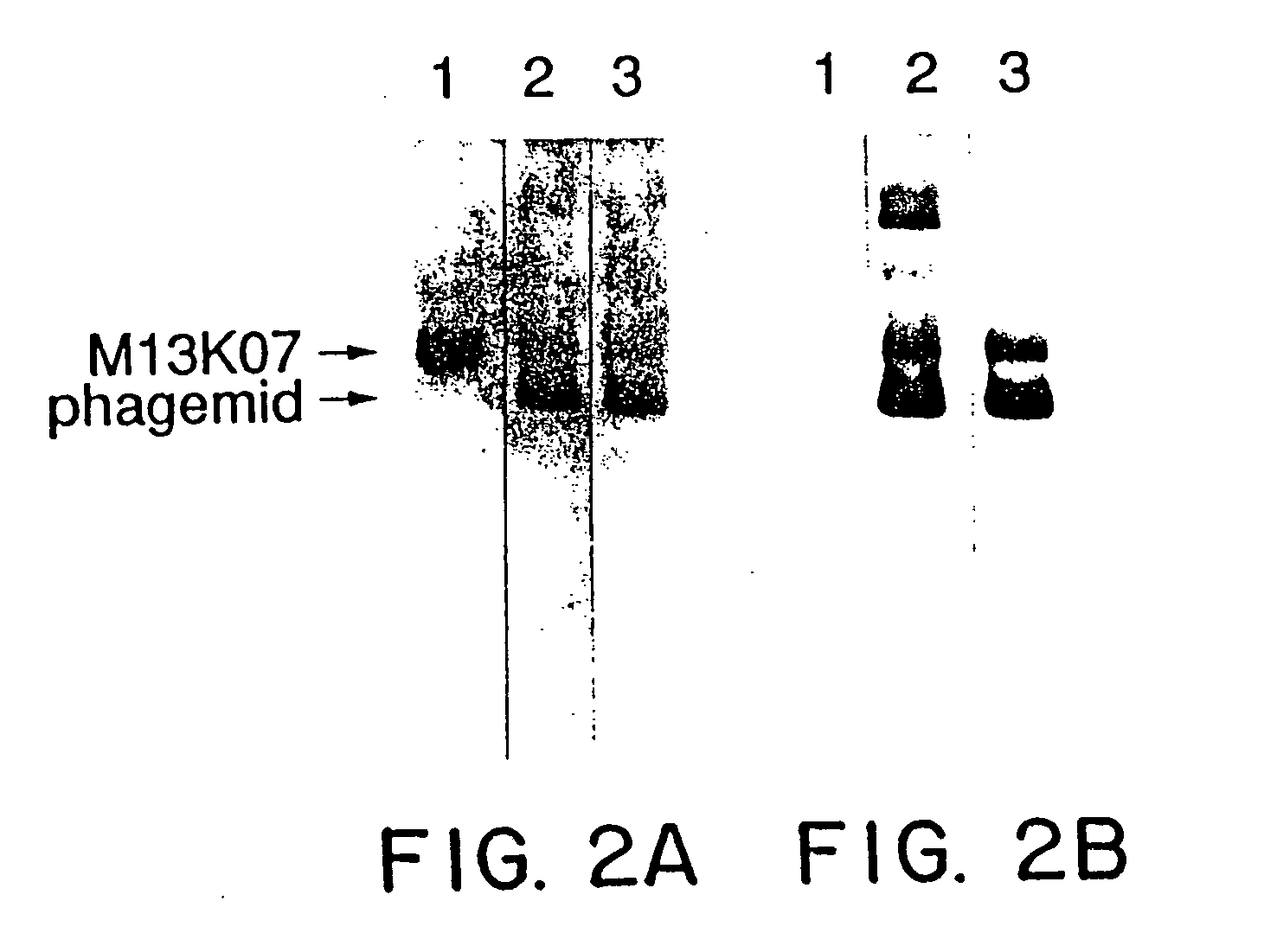 Enrichment method for variant proteins with altered binding properties