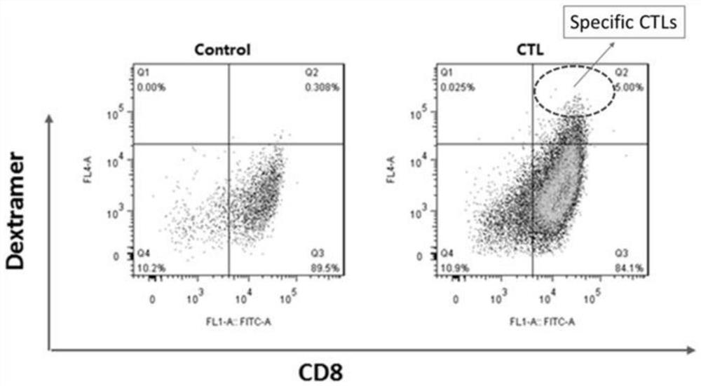 Method for establishing TCR-T cells targeting HPV16 related cervical cancer