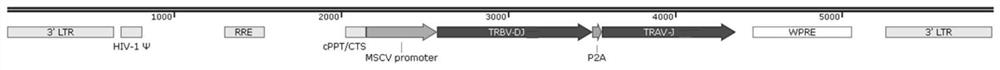 Method for establishing TCR-T cells targeting HPV16 related cervical cancer