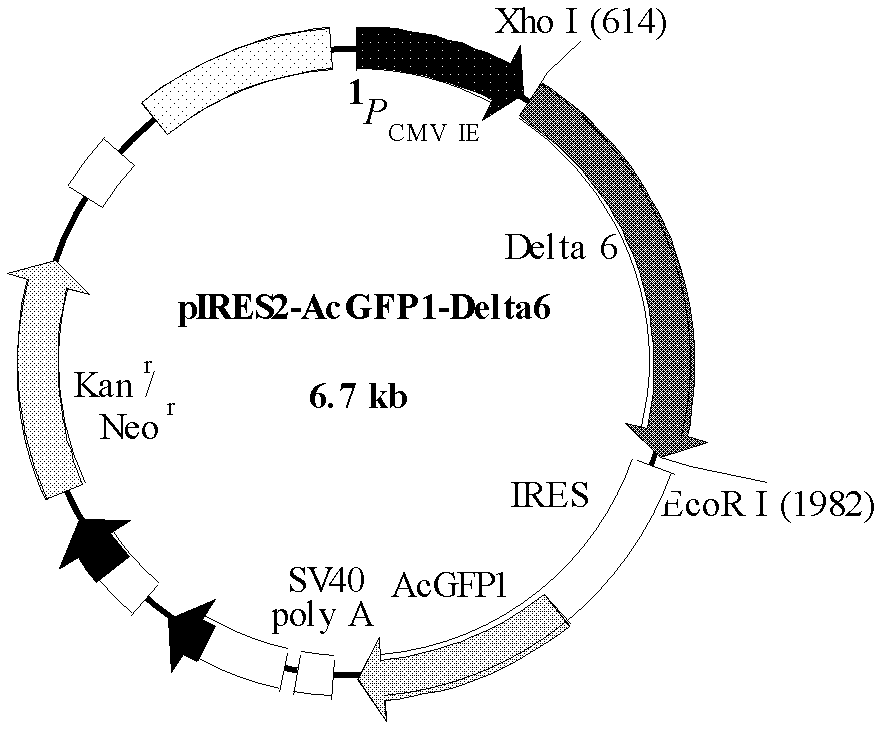 Delta-6 fatty acid dehydrogenase mutant gene and expression carrier and application thereof