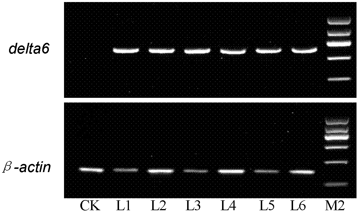 Delta-6 fatty acid dehydrogenase mutant gene and expression carrier and application thereof