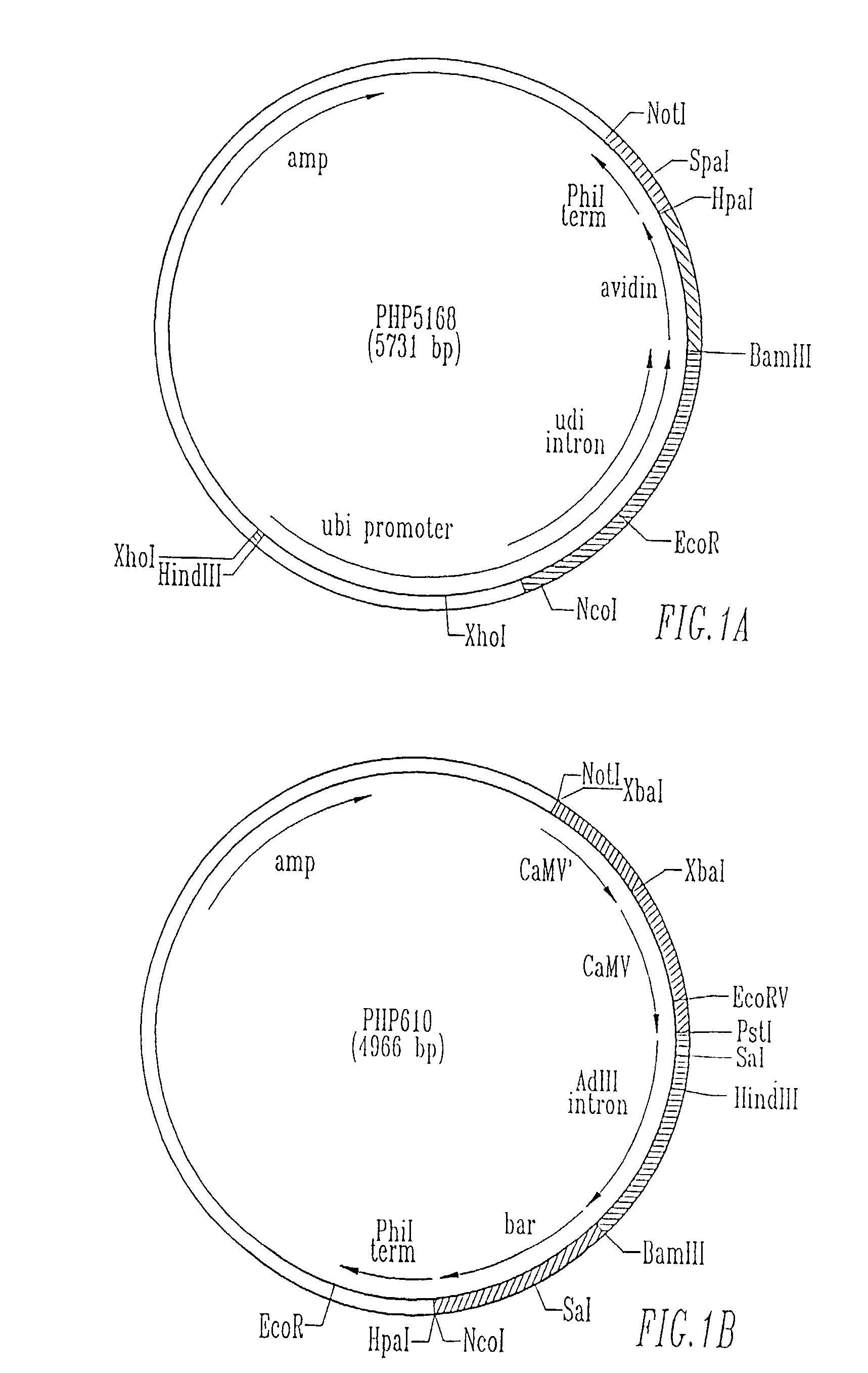 Methods for commercial production of heterologous laccase in plant tissue and extraction of the laccase from plant seed
