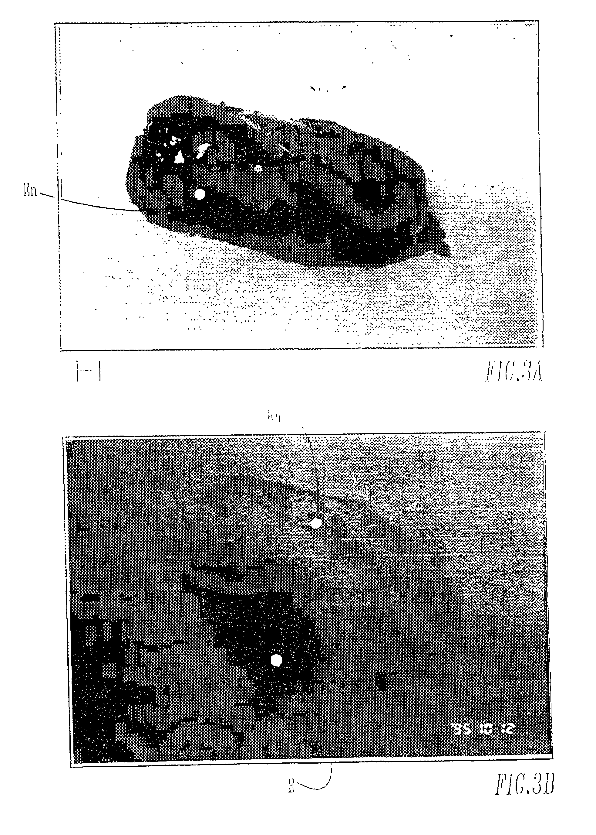 Methods for commercial production of heterologous laccase in plant tissue and extraction of the laccase from plant seed