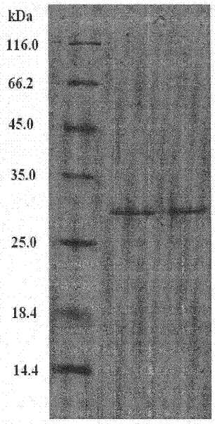 Method for separating lethal toxin protein from cyanea nozakii nematocyst toxin
