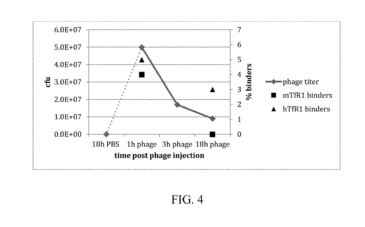 In Vivo Methods for Selecting Peptides that Cross the Blood Brain Barrier, Related Compositions and Methods of Use