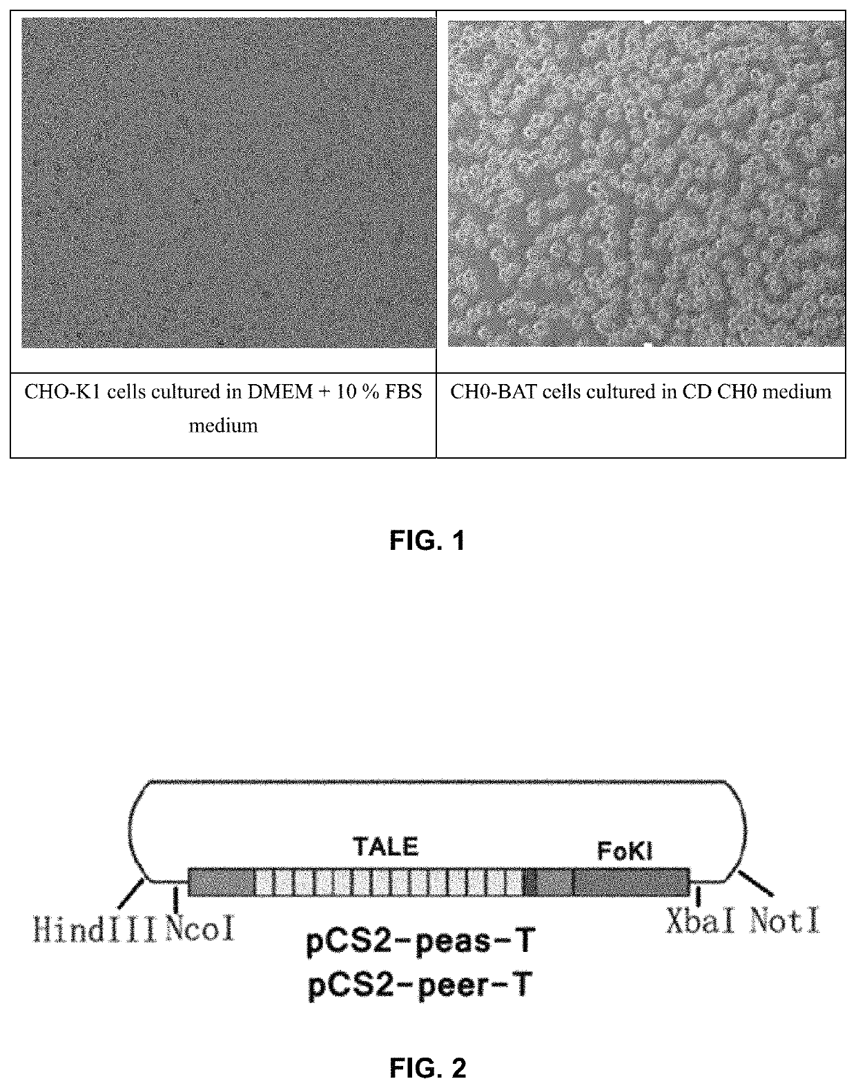 Recombinant antibody having unique glycan profile produced by CHO host cell with edited genome and preparation method thereof